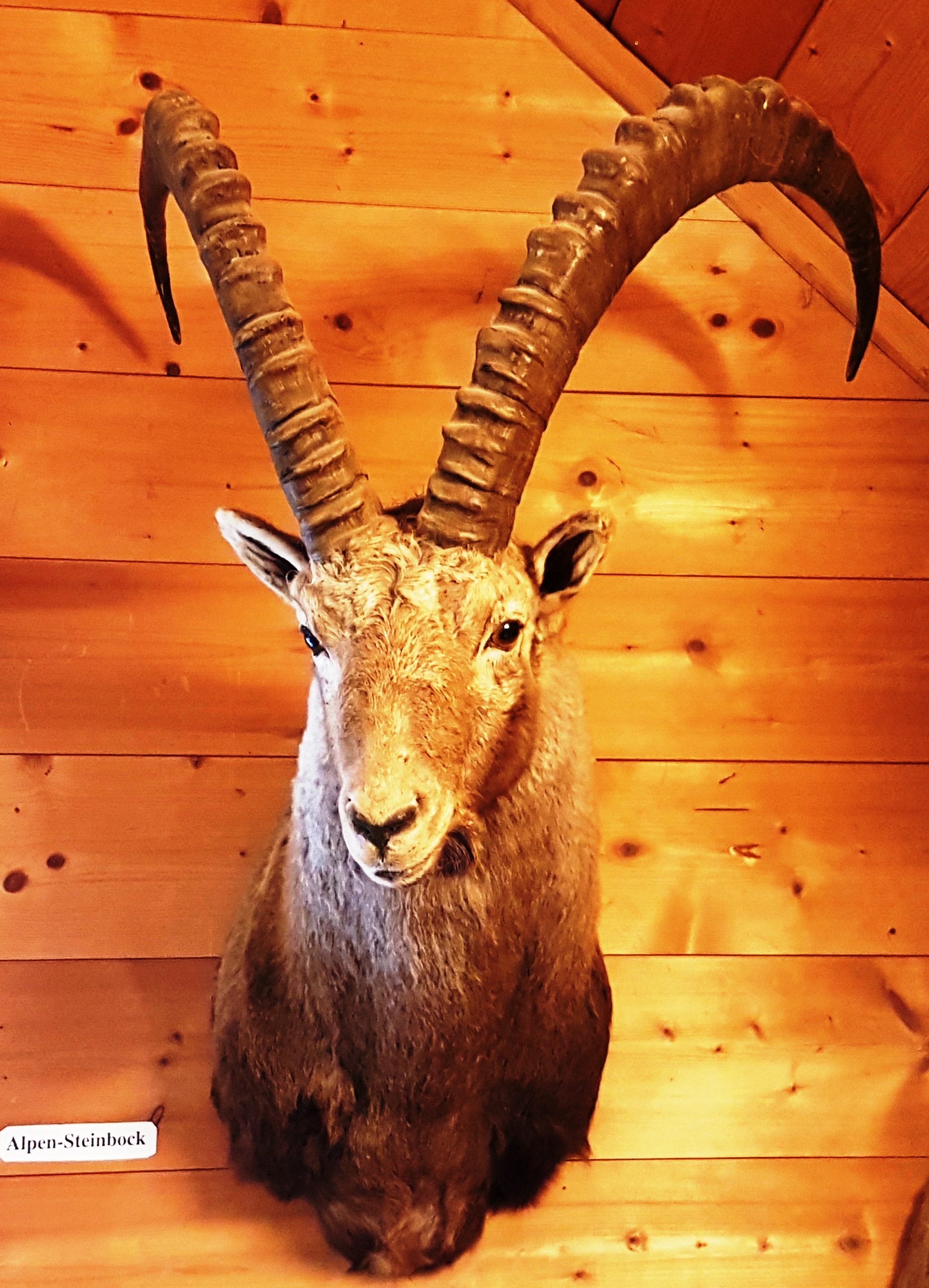 Alpen Steinbock Lorenz Oken Institut